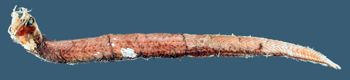 Media type: image; Ichthyology 28484
